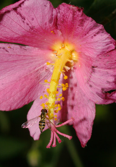 hoverfly syrphid, perhaps Toxomerus geminatus, on variety of hibiscus flower