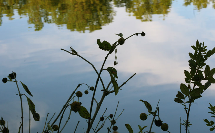 unknown katydid silhouetted against pond reflection