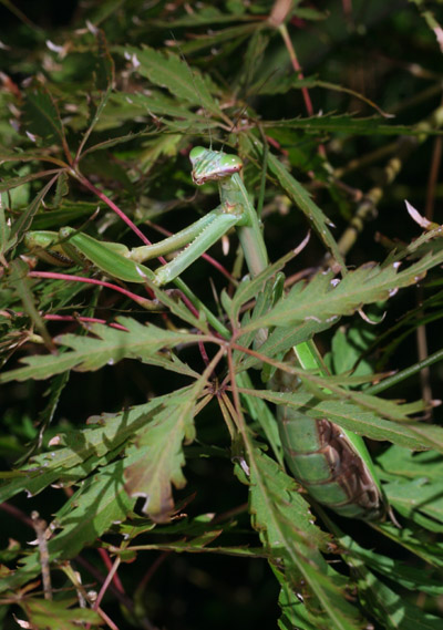 pregnant Chinese mantis Tenodera sinensis looking optimistic