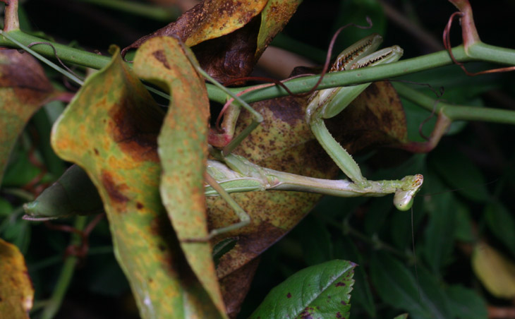 pregnant female Carolina mantis Stagmomantis carolina