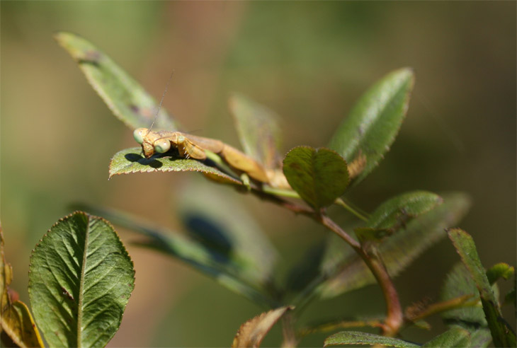 Carolina mantis Stagmomantis carolina stretched out on leaf