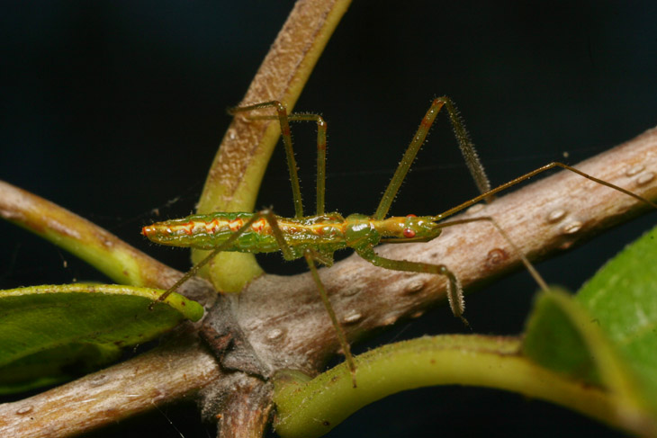 pale green assassin bug Zelus luridus