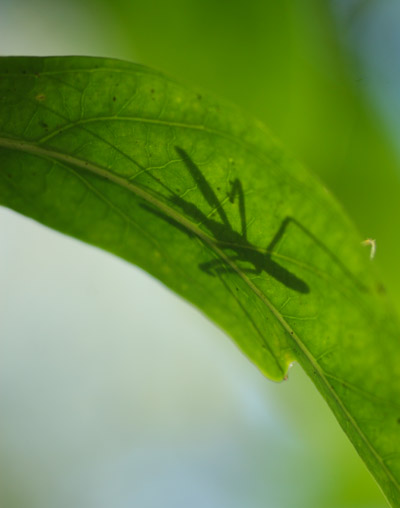 pale green assassin bug Zelus luridus casting shadow through leaf