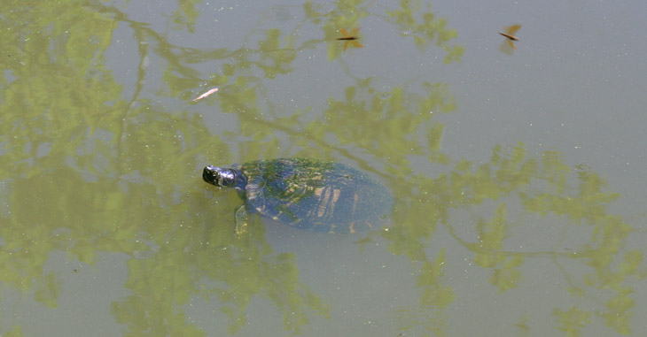 yellow-bellied pond slider Trachemys scripta scripta being curious