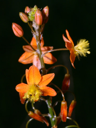 unidentified orange flower cluster