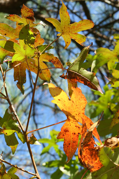 sweetgum Liquidambar styraciflua leaves getting ready for fall
