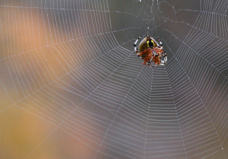 marbled orb weaver Araneus marmoreus building new web
