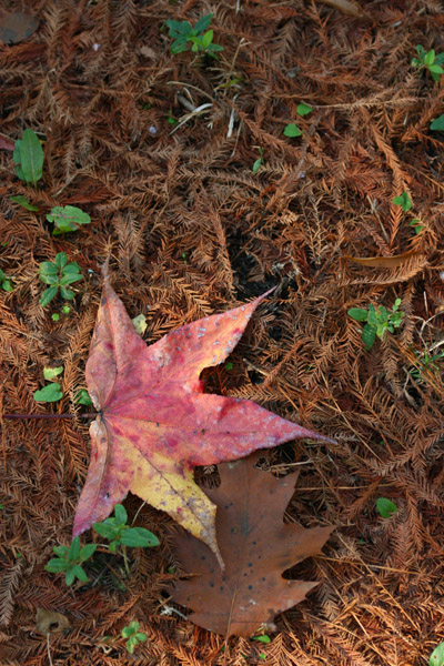 autumn sweetgum Liquidambar styraciflua leaf against fallen bald cypress Taxodium distichum needles