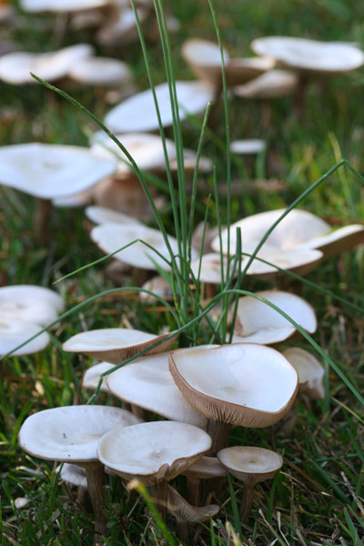 mushrooms and wild onions
