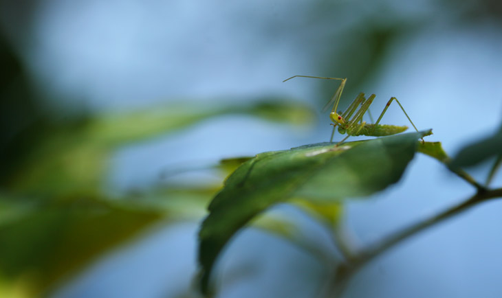 pale green assassin bug Zelus luridus poised on leaf