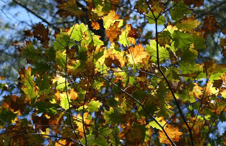 backlit leaves turning colors