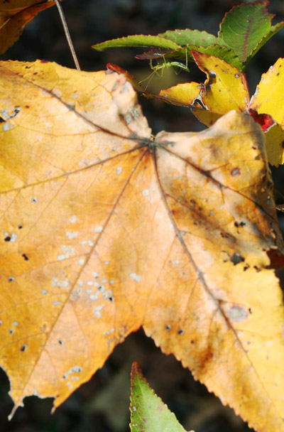 pale green assassin bug Zelus luridus almost hidden among leaves