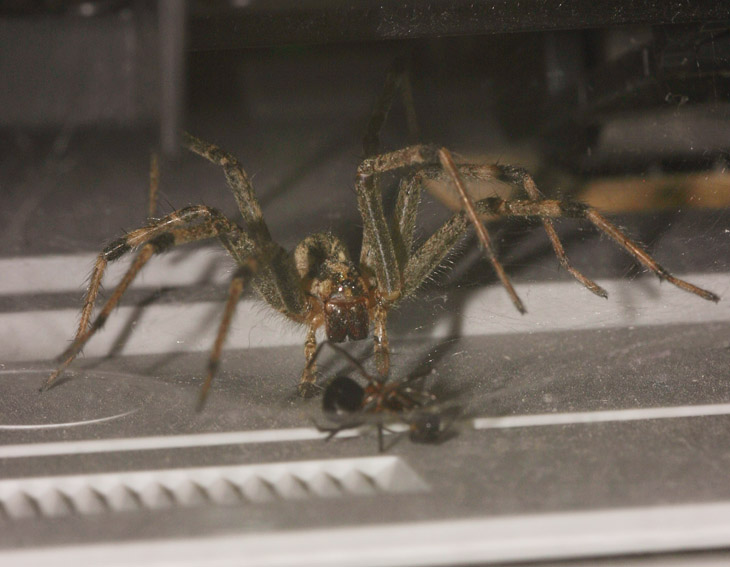 funnel weaver spider Agelenidae flushed out with free food