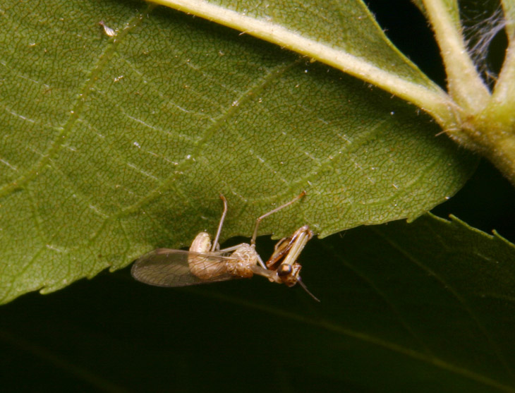 unknown mantis fly probably Mantispidae