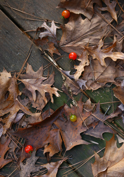 cherry tomatoes felled by frost