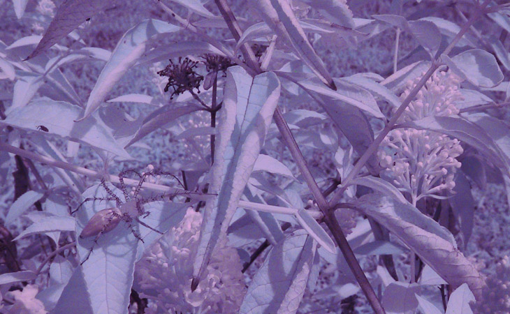 green lynx spider Peucetia viridans on butterfly bush Buddleia davidii in infrared 720nm