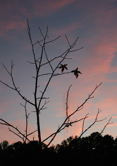 two lone sweetgum leaves against sunset sky