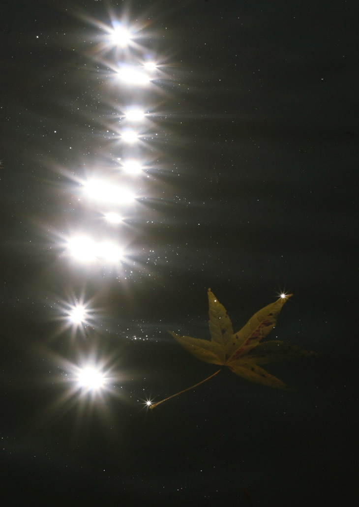 submerged autumn leaf with glitter trail sparkles