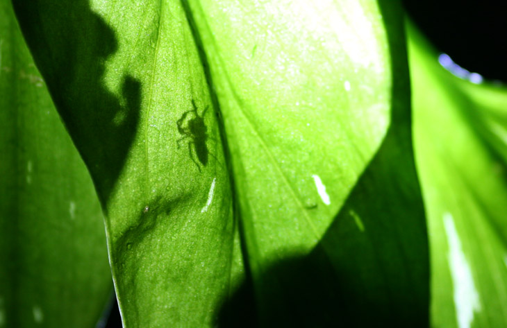 magnolia green jumping spider Lyssomanes viridis on underside of lily leaf