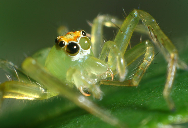 magnolia green jumping spider Lyssomanes viridis showing fangs