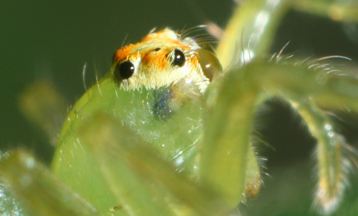 magnolia green jumping spider Lyssomanes viridis eye seen from side through exoskeleton