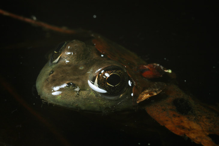 unidentified frog up close, using homemade reflector