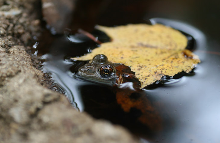 unidentified frog in small pool with autumn leaf