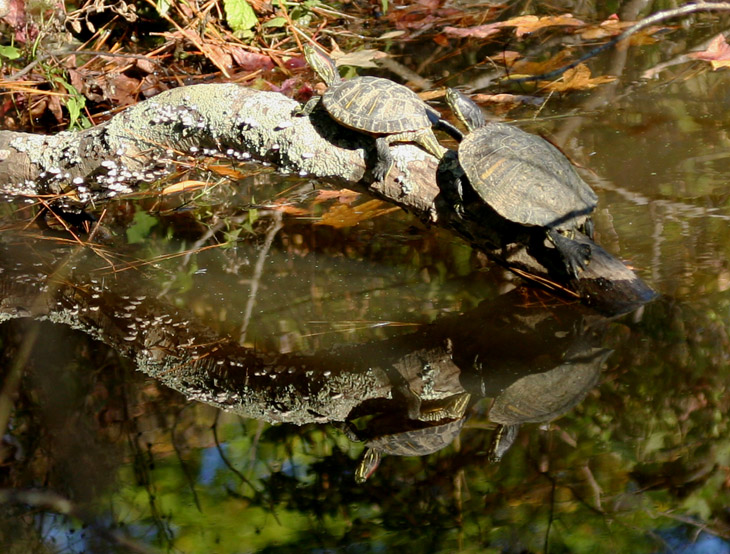 a pair of sliders basking on a log