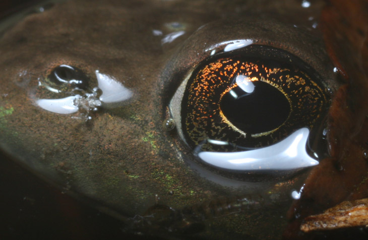 detail shot showing reflection of reflector