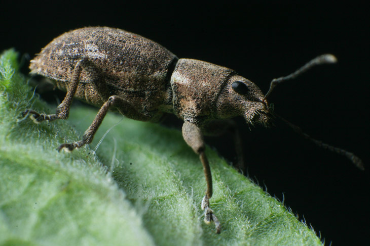 possible board-nosed weevil Entiminae