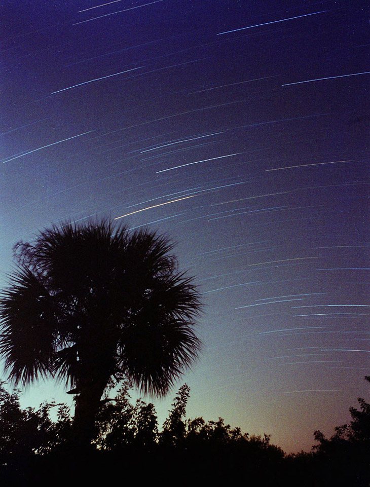 star trails against palm silhouette