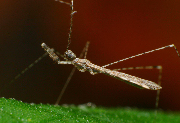 misidentified assassin bug Metapterini