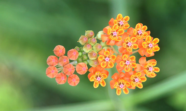 unidentified variety of milkweed Asclepiadaceae blossoms