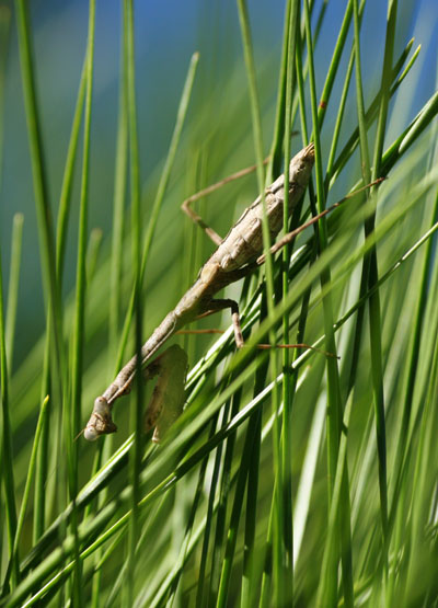 Carolina mantis Stagmomantis carolina in longneedle pine