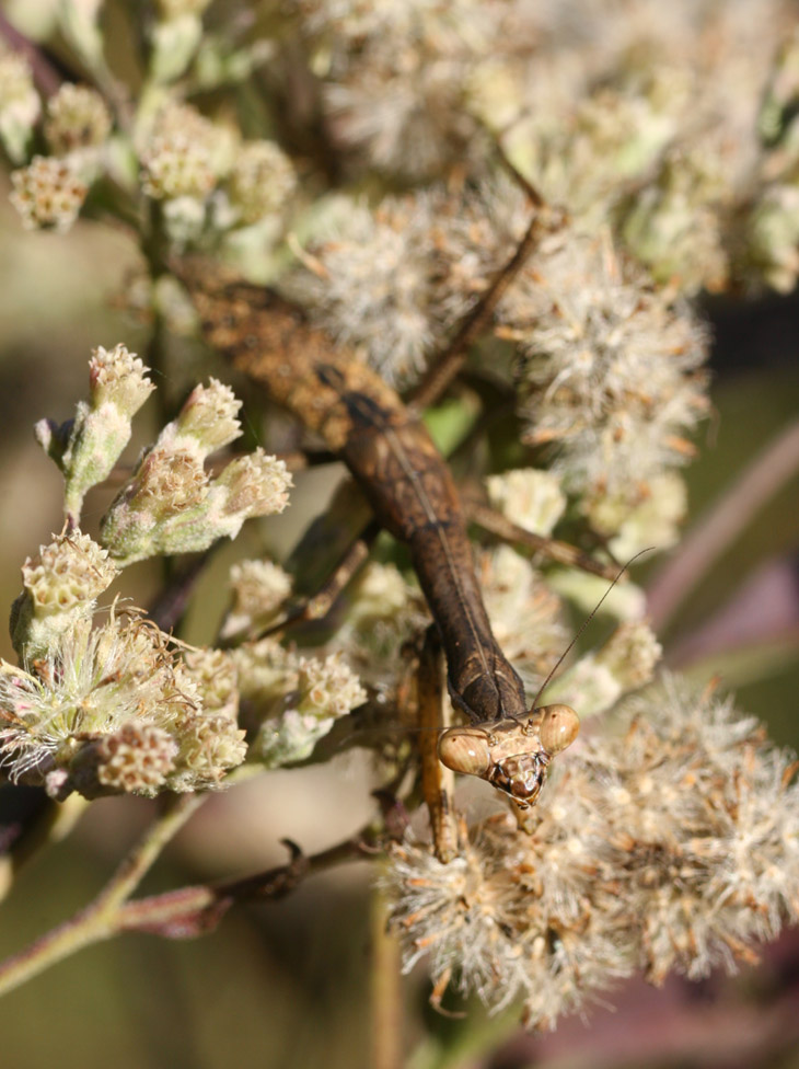 Carolina mantis Stagmomantis carolina looking threating in the fluffy flowers