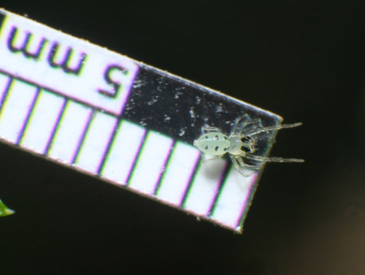 juvenile magnolia green jumping spider Lyssomanes viridis on measuring scale