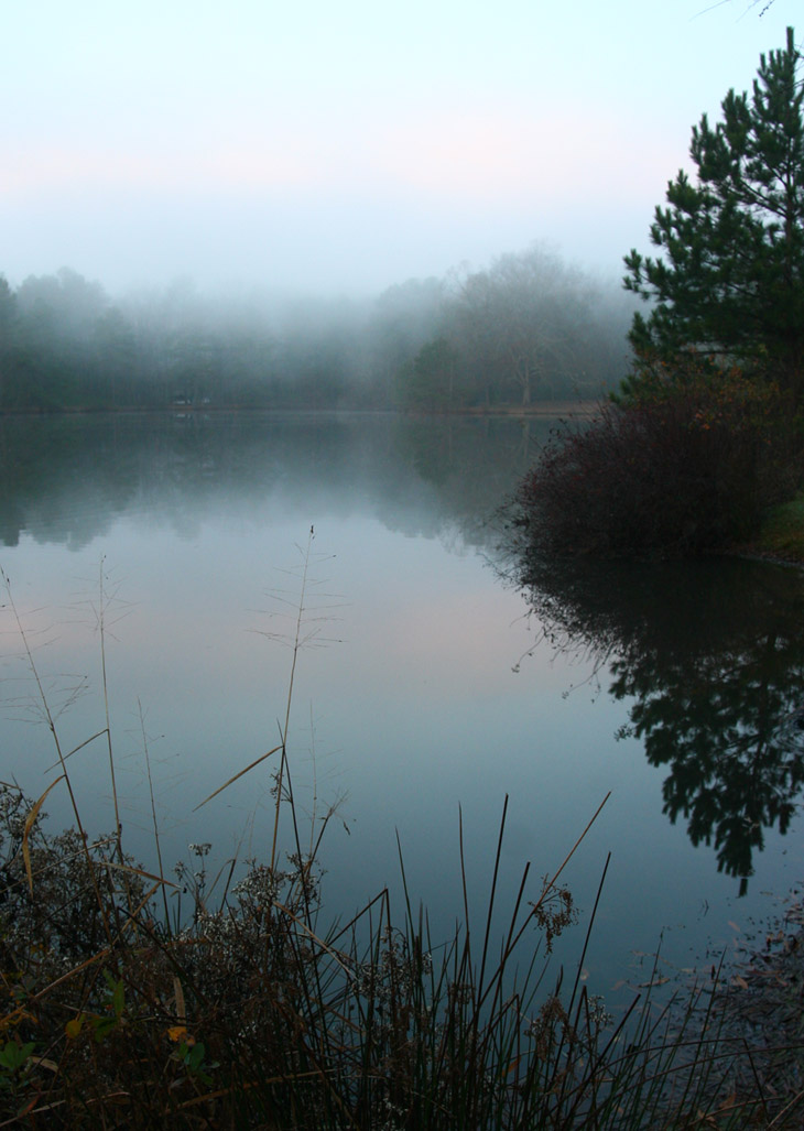 foggy morning at local pond