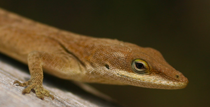 late green anole Anole carolinensis paused in flight