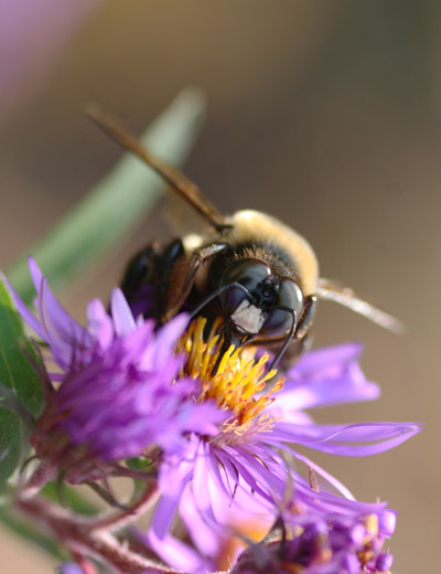 Eastern carpenter bee Xylocopa virginica on New England aster Aster novae-angliae