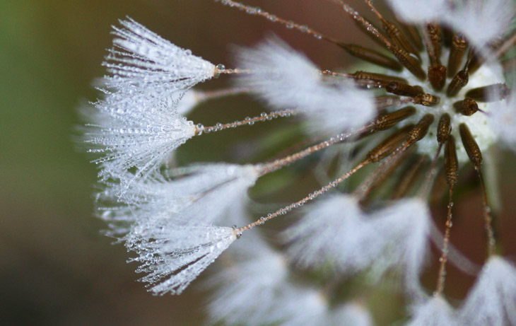 dew-covered dandelion blossom