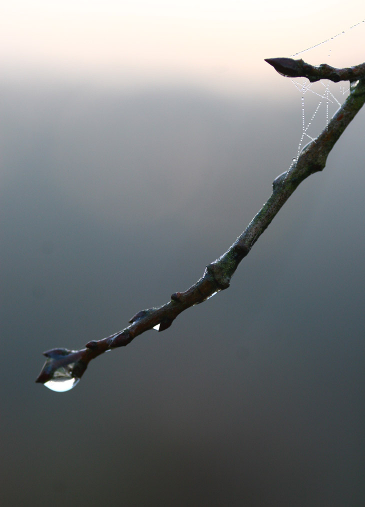 lone twig on a foggy morning