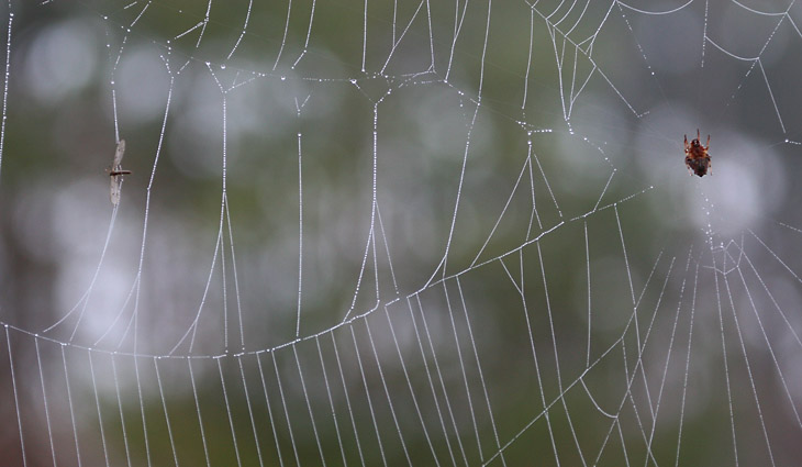 unidentified orb weaver in dew-laden web with old meal