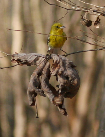 American goldfinch Spinus tristis foraging among the dead leaves