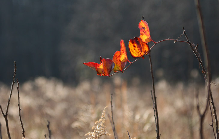 bright red vine leaves against boring landscape