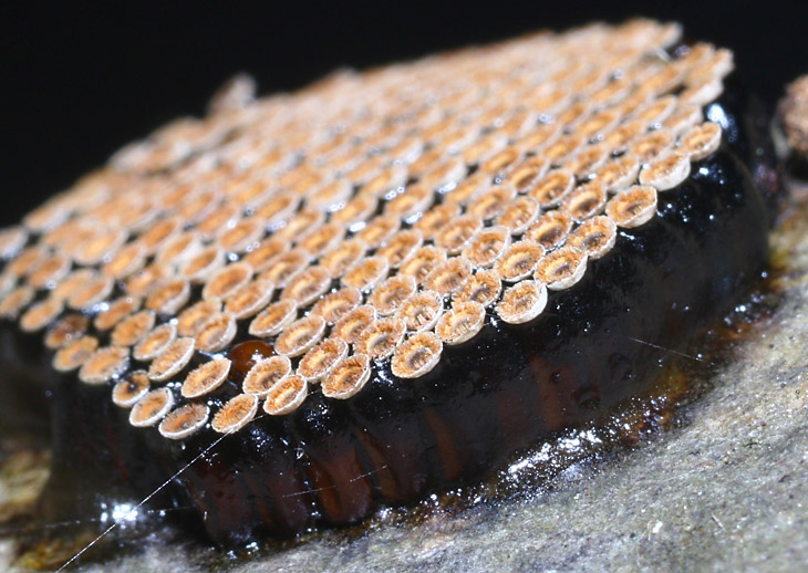 unidentified arthropod eggs, possibly wheel bug