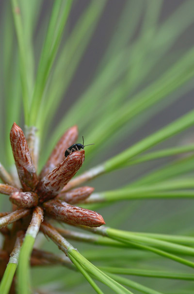 unidentified beetle on longneedle pine buds