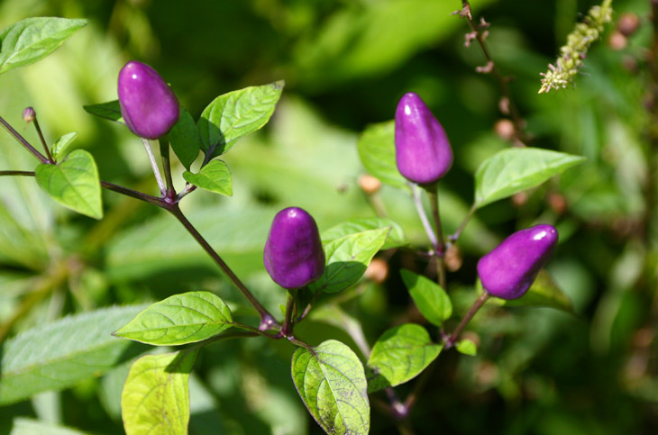 purple ornamental peppers