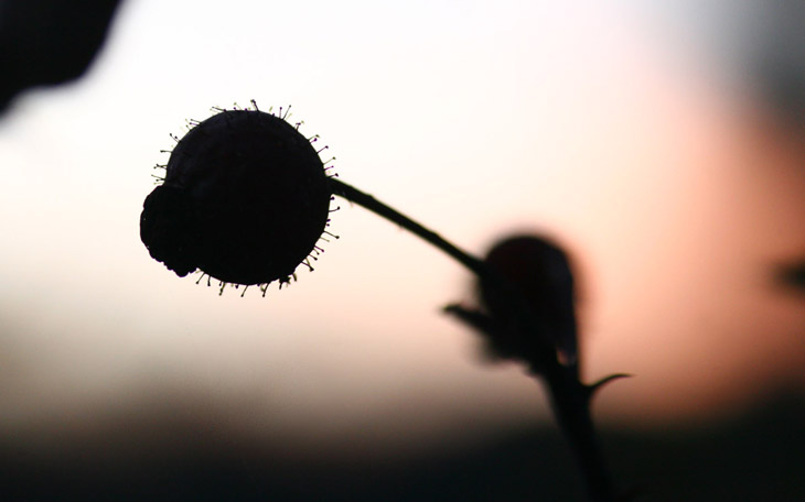 unknown berry against sunset sky