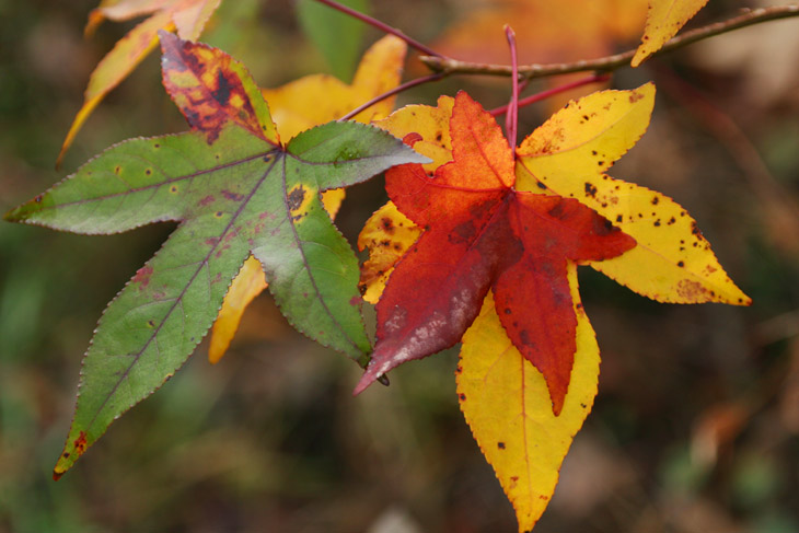 autumn sweetgum Liquidambar styraciflua leaves naturally stacked