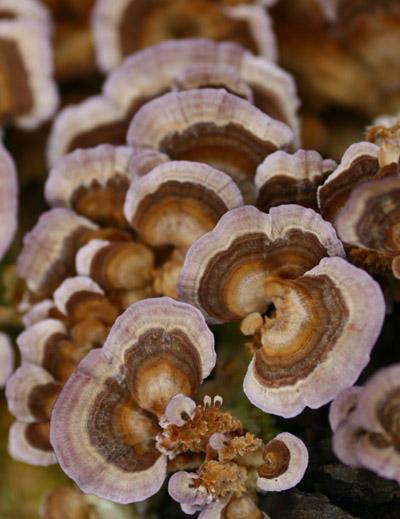 potentially turkey tail mushrooms, but who knows?